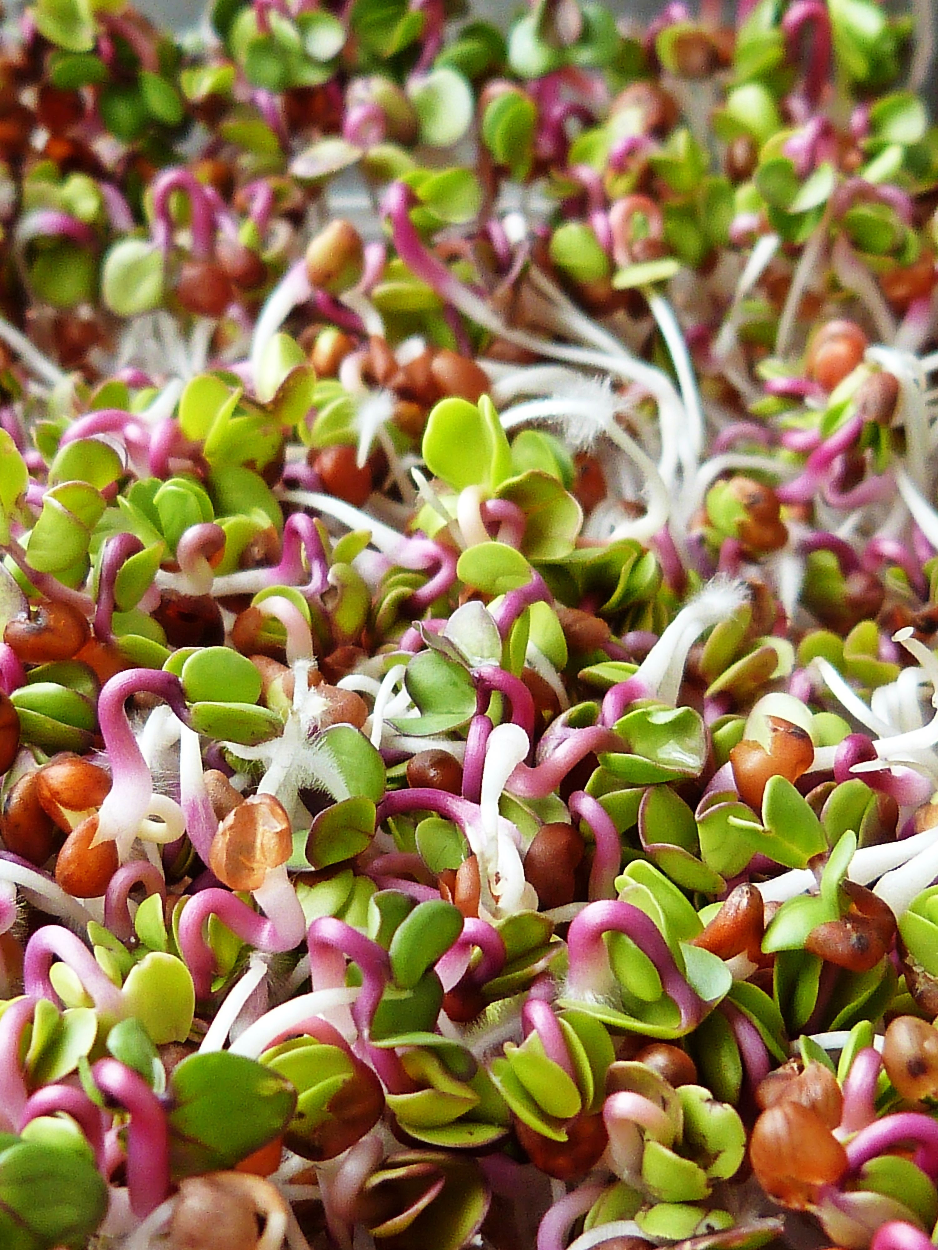 GreenBite microgreens gallery image 10